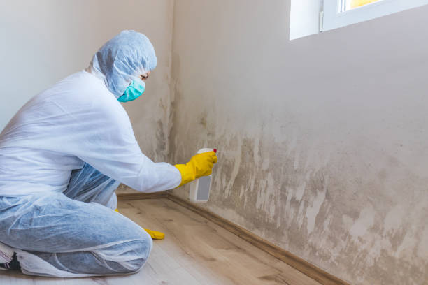 Best Attic Mold Removal  in Thermopolis, WY