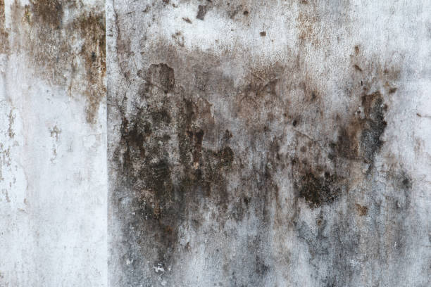 Mold Odor Removal Services in Thermopolis, WY