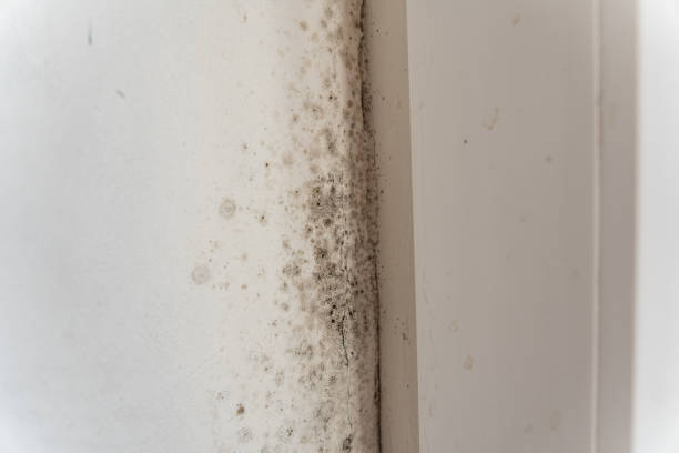 Reliable Thermopolis, WY Mold Removal Solutions
